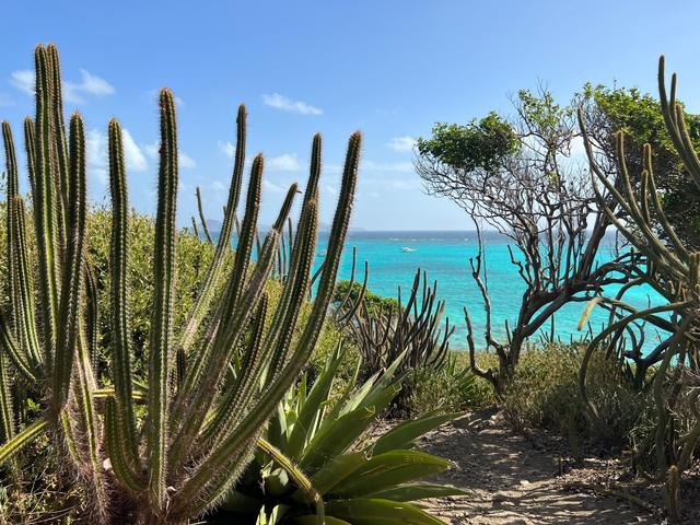 Cacti framing the turquoise lagoon of the Tobago Cays